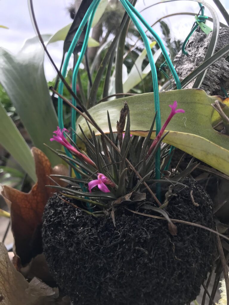 Tillandsia in bloom