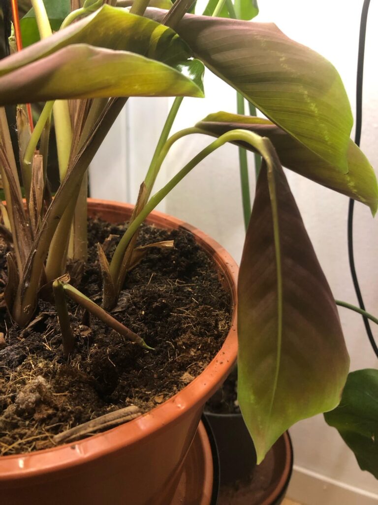 Is my plant gonna be ok?
