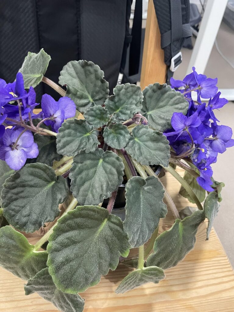 Am I doing okay with care, should I be pruning it back or just progressively moving to bigger pots? Am I doing okay with care, should I be pruning it back or just progressively moving to bigger pots?