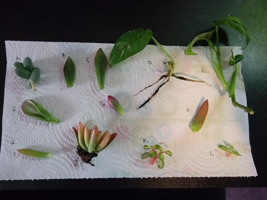 Are these propable? Can you help with identification?