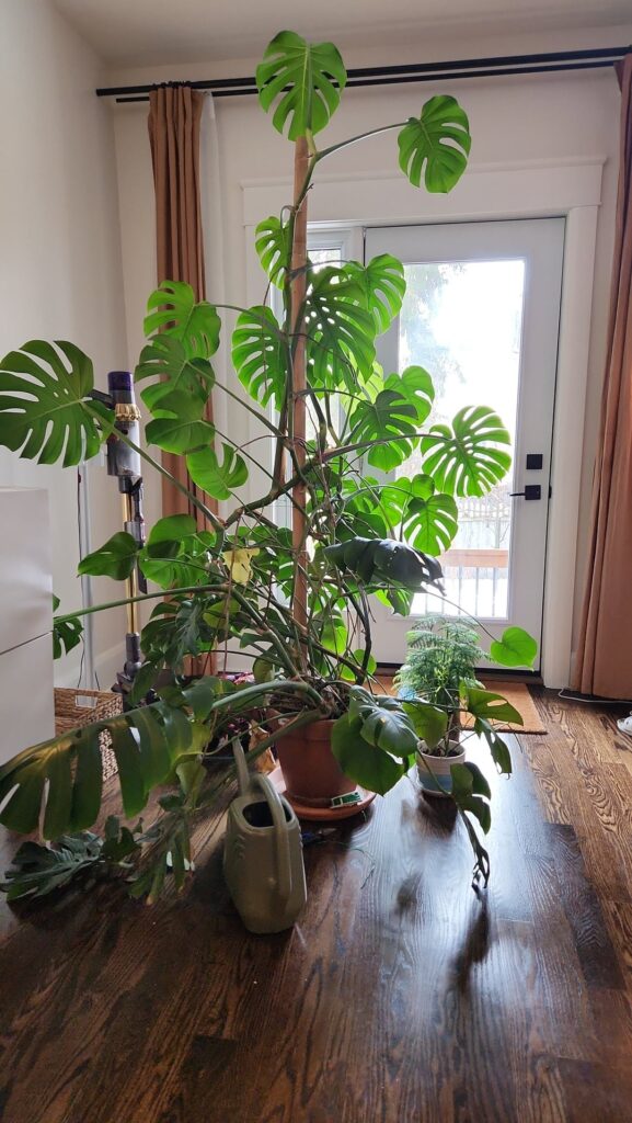 Can you prune and repot at the same time? Can you prune and repot at the same time?