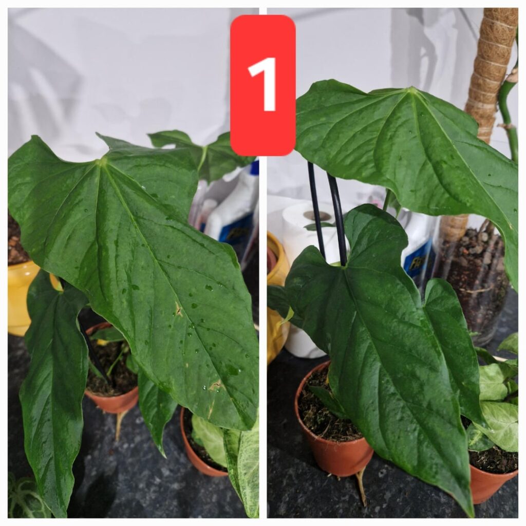 Help with ID