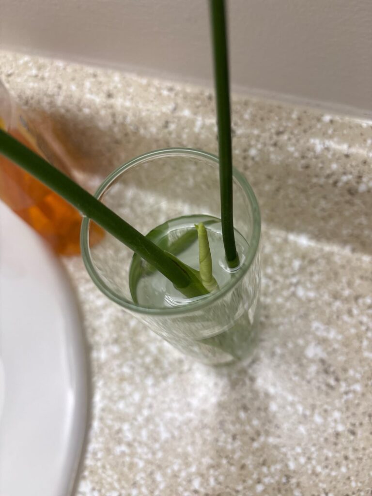New leaf on a cutting? New leaf on a cutting?