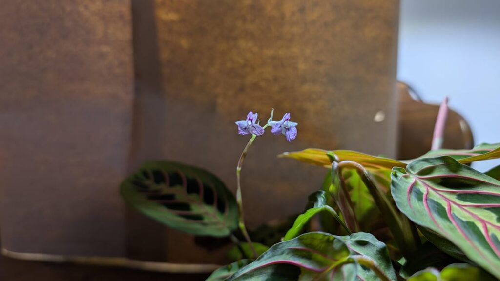 Flowering