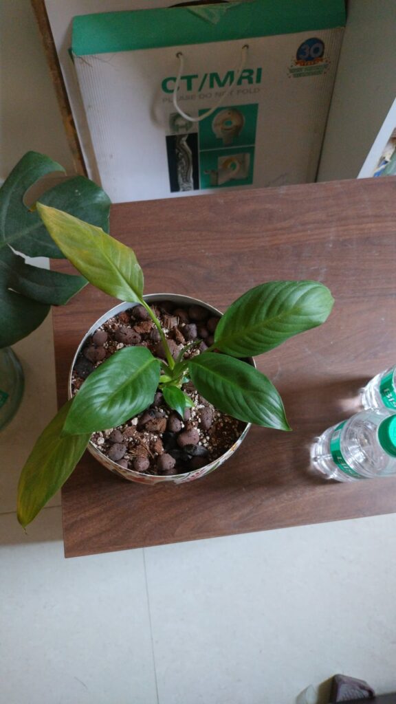 What could be causing the yellowing leaves of this peace lily plant? What could be causing the yellowing leaves of this peace lily plant?