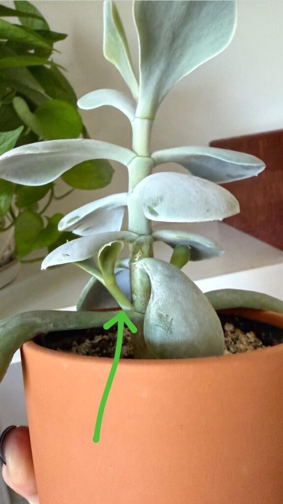 Kalanchoe thyrsiflora