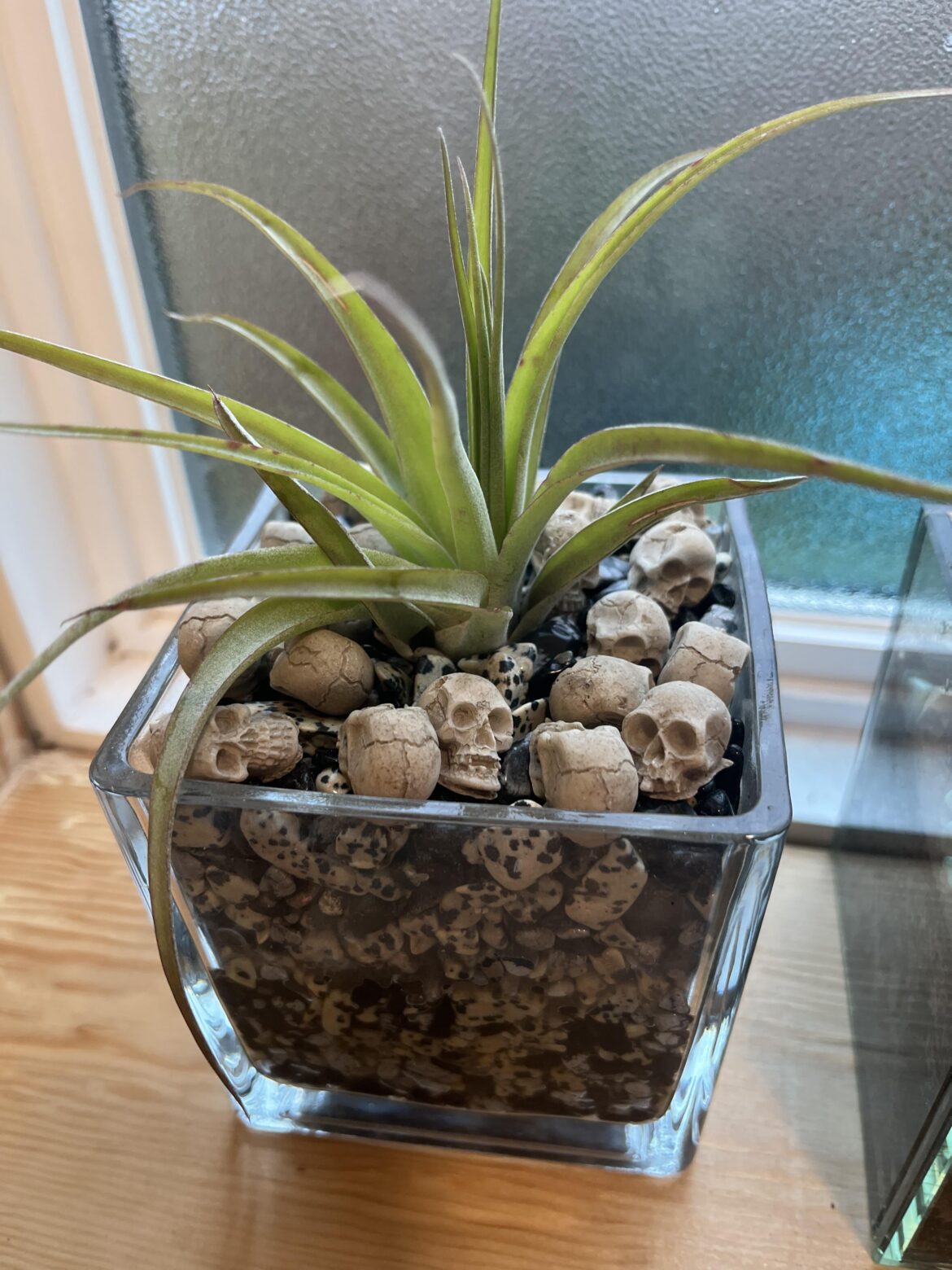 Love the air plants. To me it’s one of the easier plants to take care of.