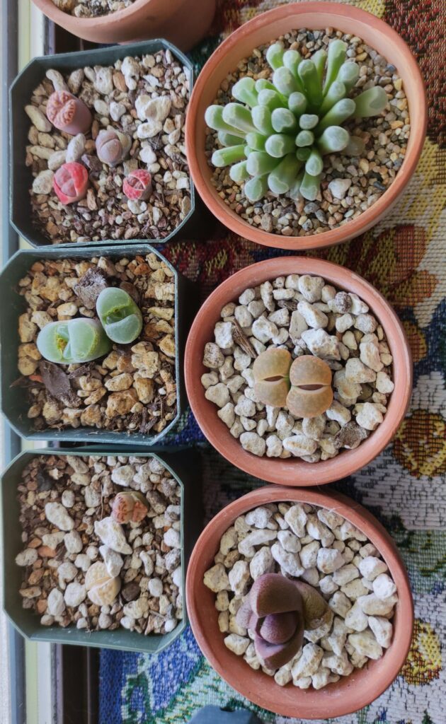 My collection, any advice? My collection, any advice?