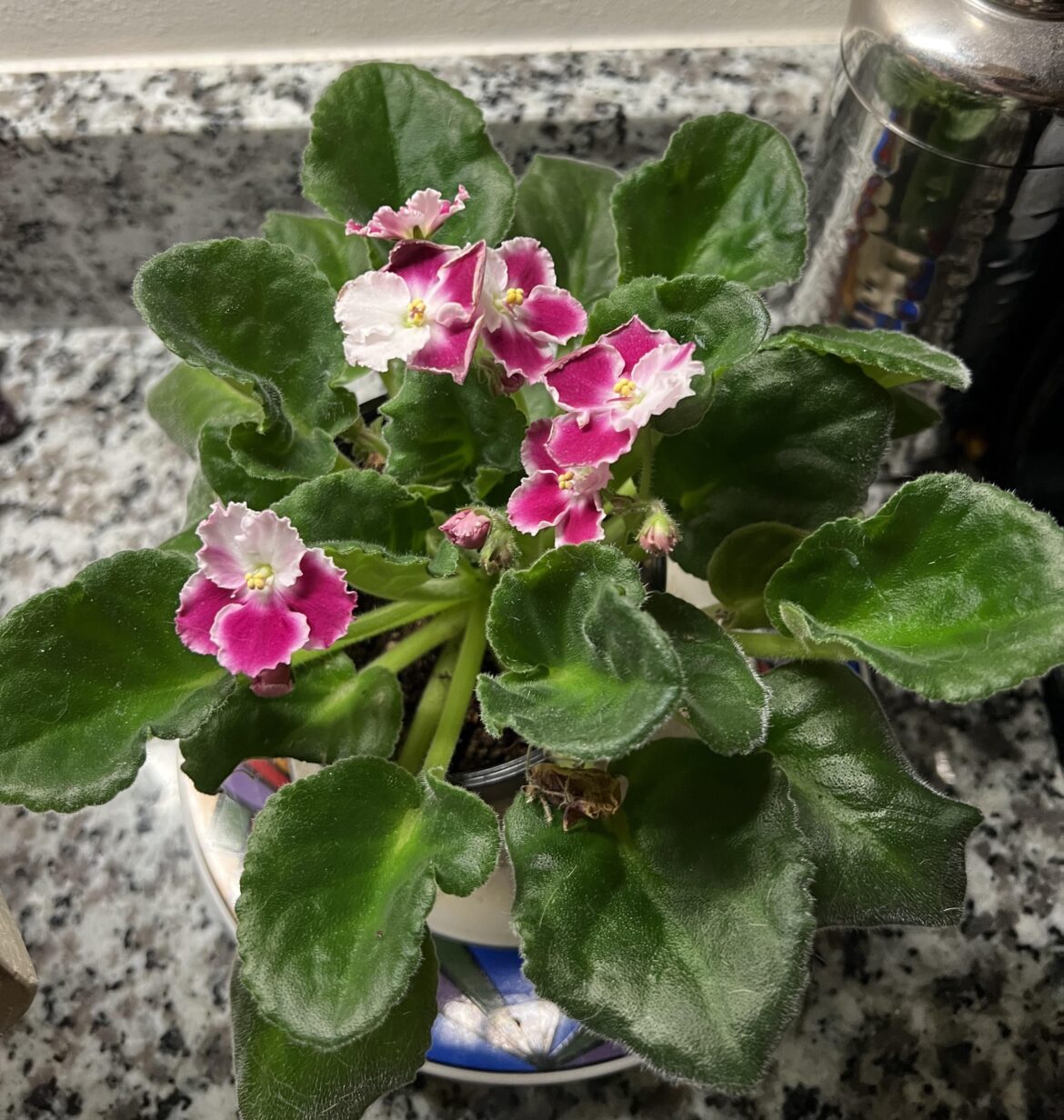 What do I do with dead flowers?