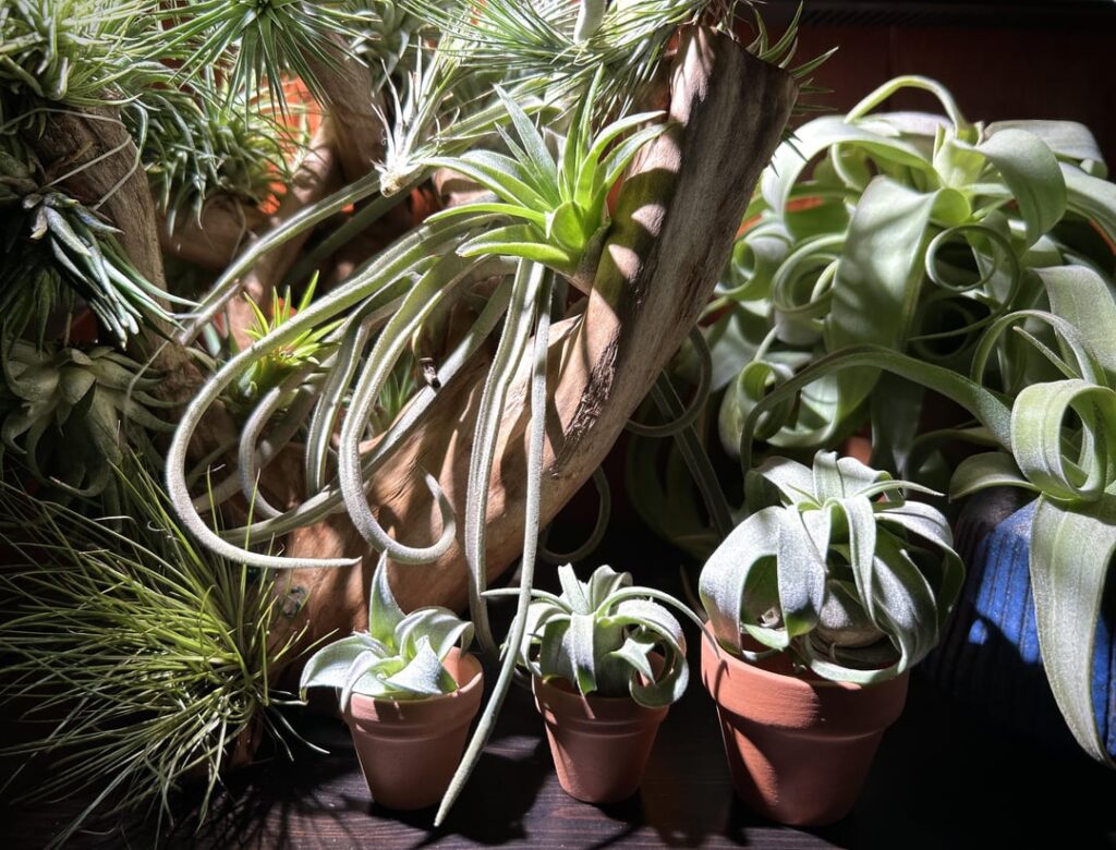 Streptophylla kindergarten