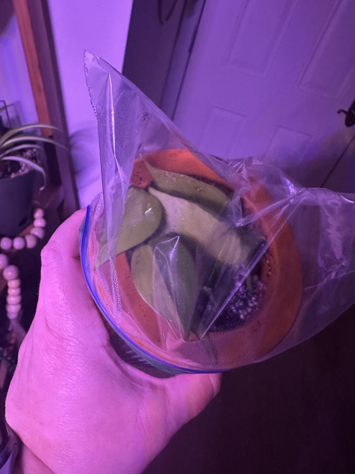 I got this from a dog sitting jobs plant.  Not sure what it is put I propped in moss and it grew little roots but I just figured to try to plant it.  Does anyone know what it is?