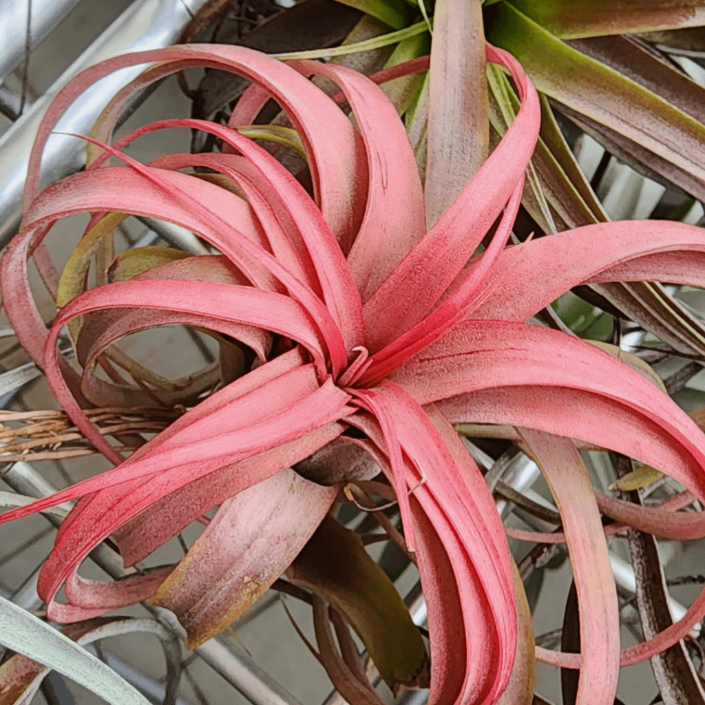 Blushing airplants Blushing airplants