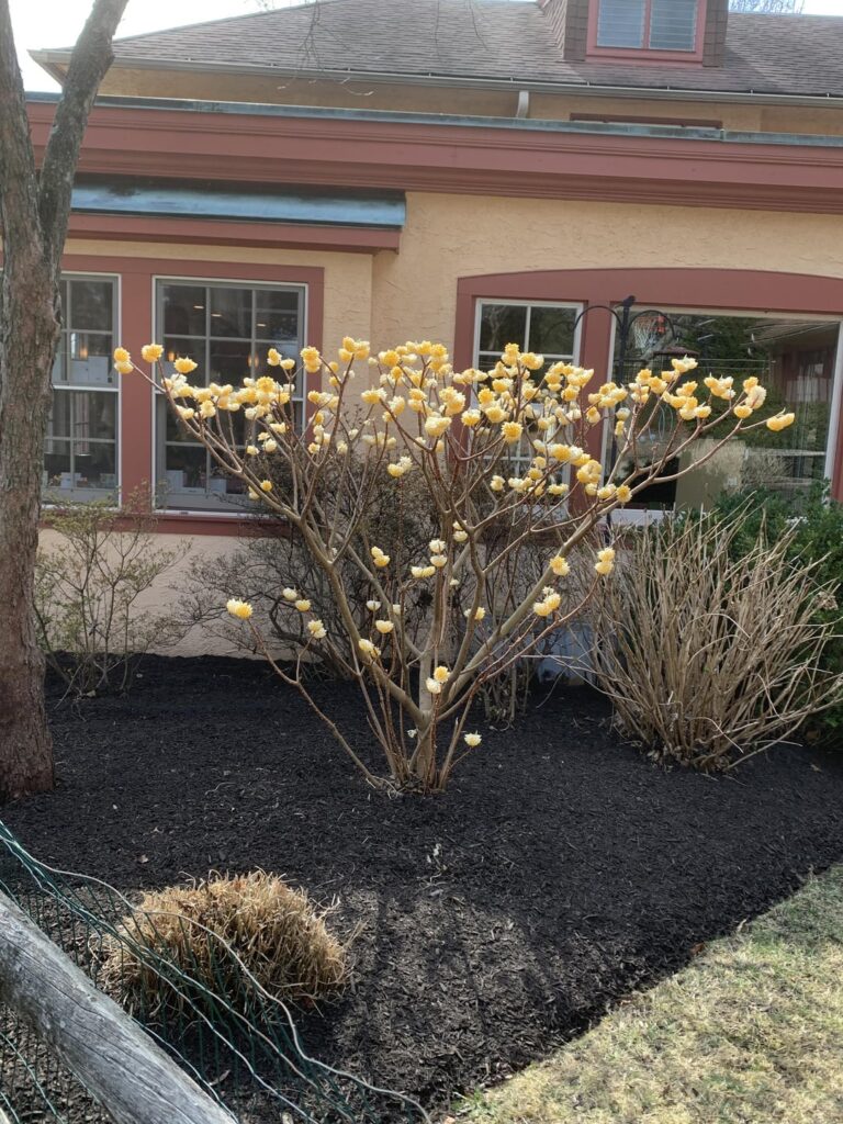 What is the name of this bush.