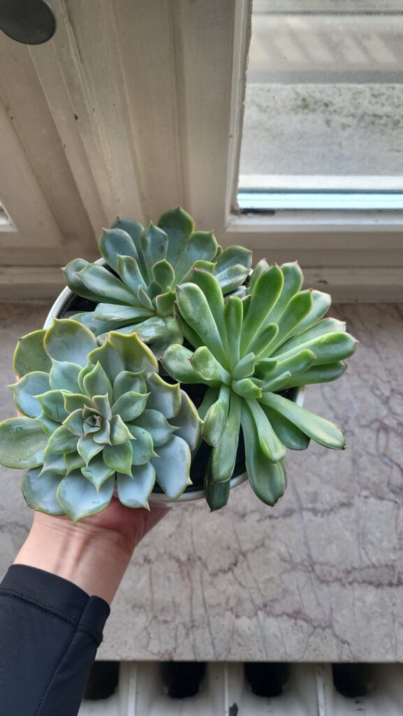 Outgrown Echeverias Outgrown Echeverias
