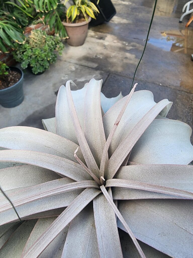 Anyone know how I can stop birds from biting the tips of my xeros leaves?