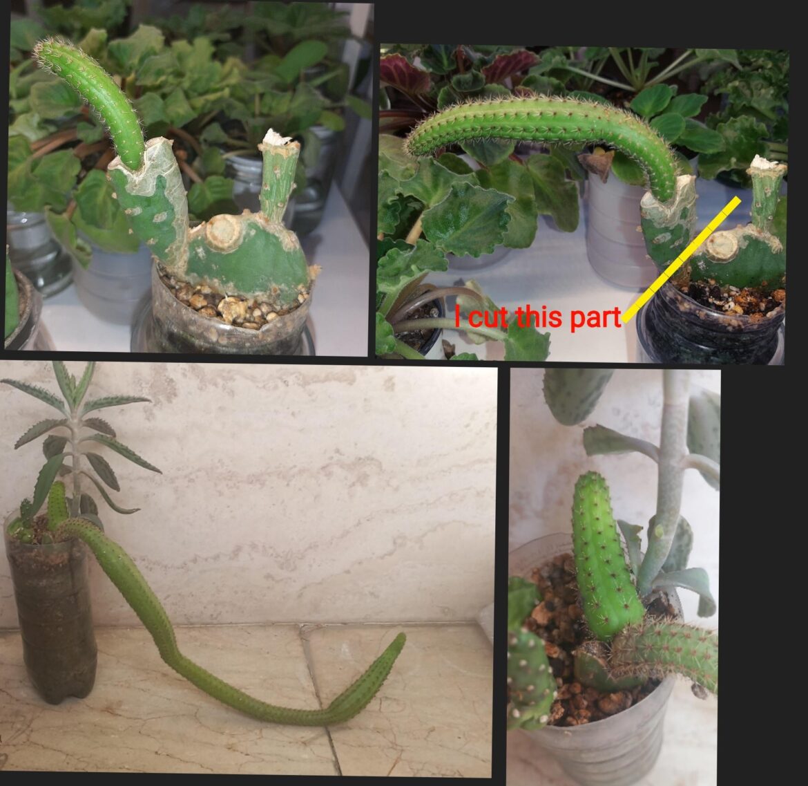 Hidden graft of cleistocactus on Opuntia almost one and half years!