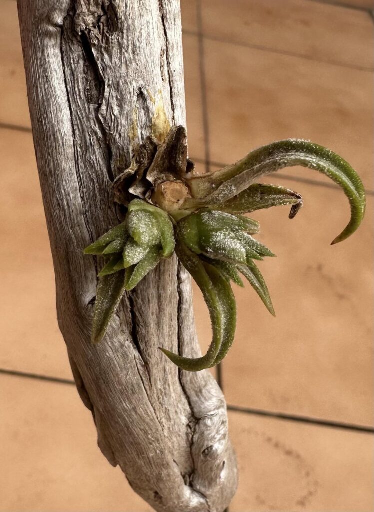 Sunburn and root rot… Can the pups or plant be saved? Sunburn and root rot… Can the pups or plant be saved?