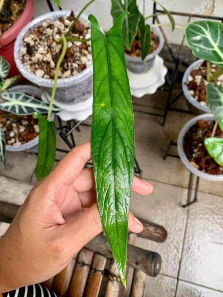 Alocasia scalprum, narrow type