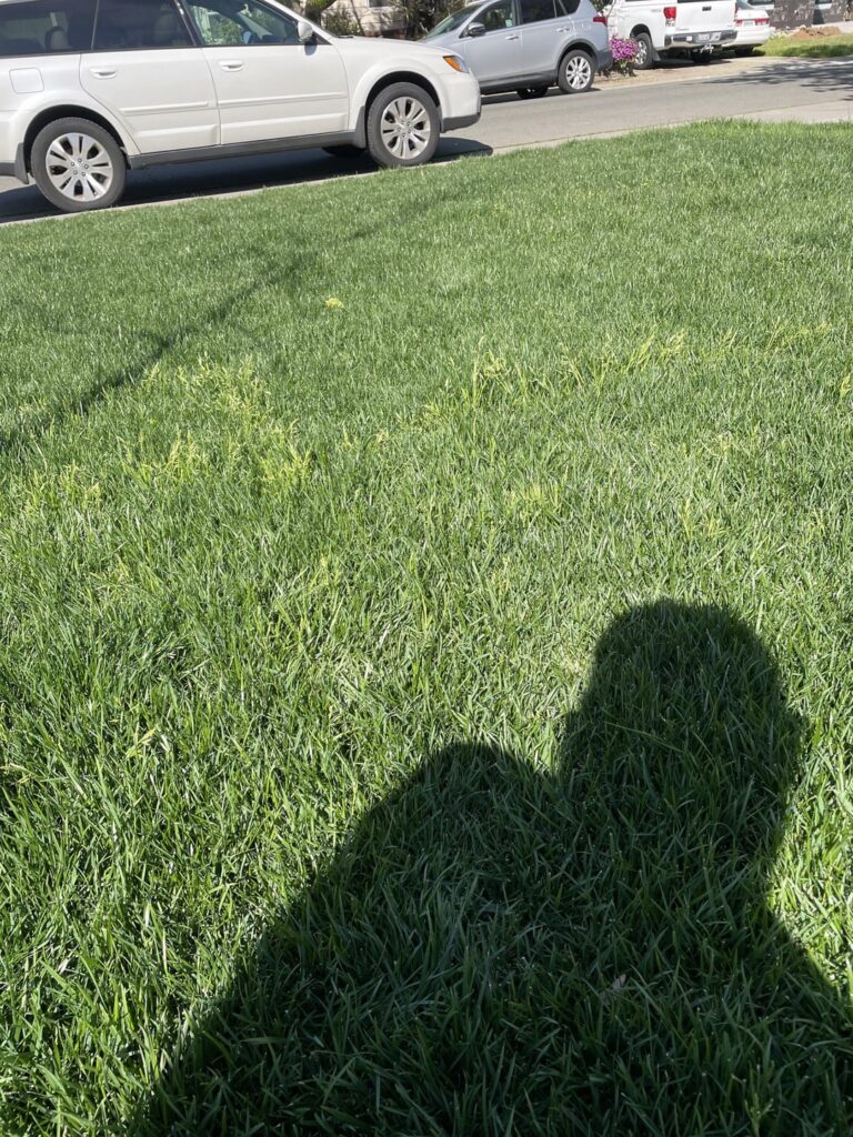 What’s growing in my grass? What’s growing in my grass?