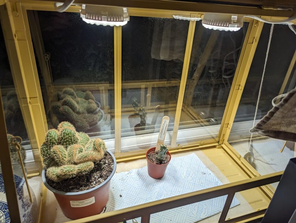 Recently got my lil greenhouse dome grow lights, are they too harsh for airplants too?