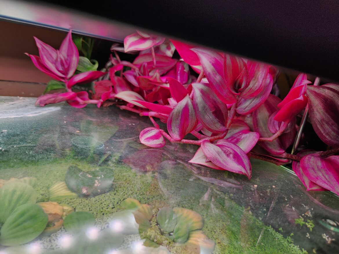 Aquarium plant