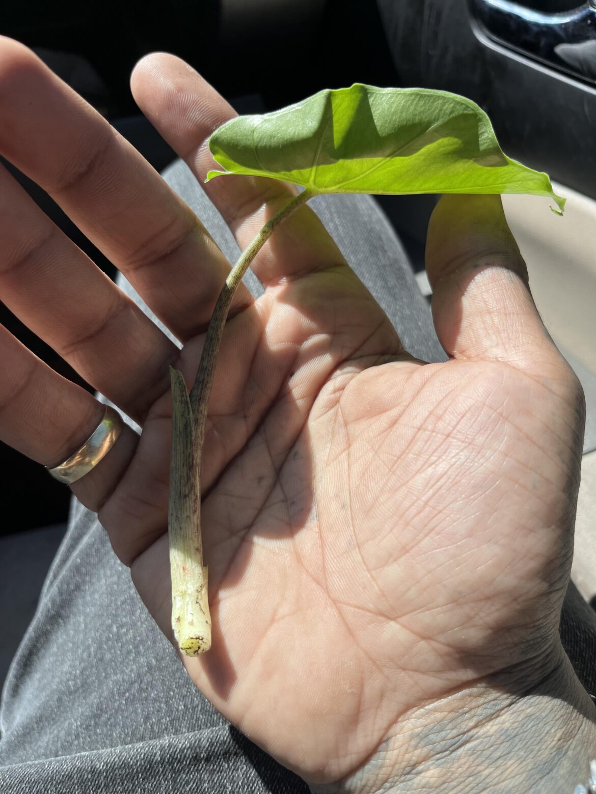 Any chance I can prop this?
