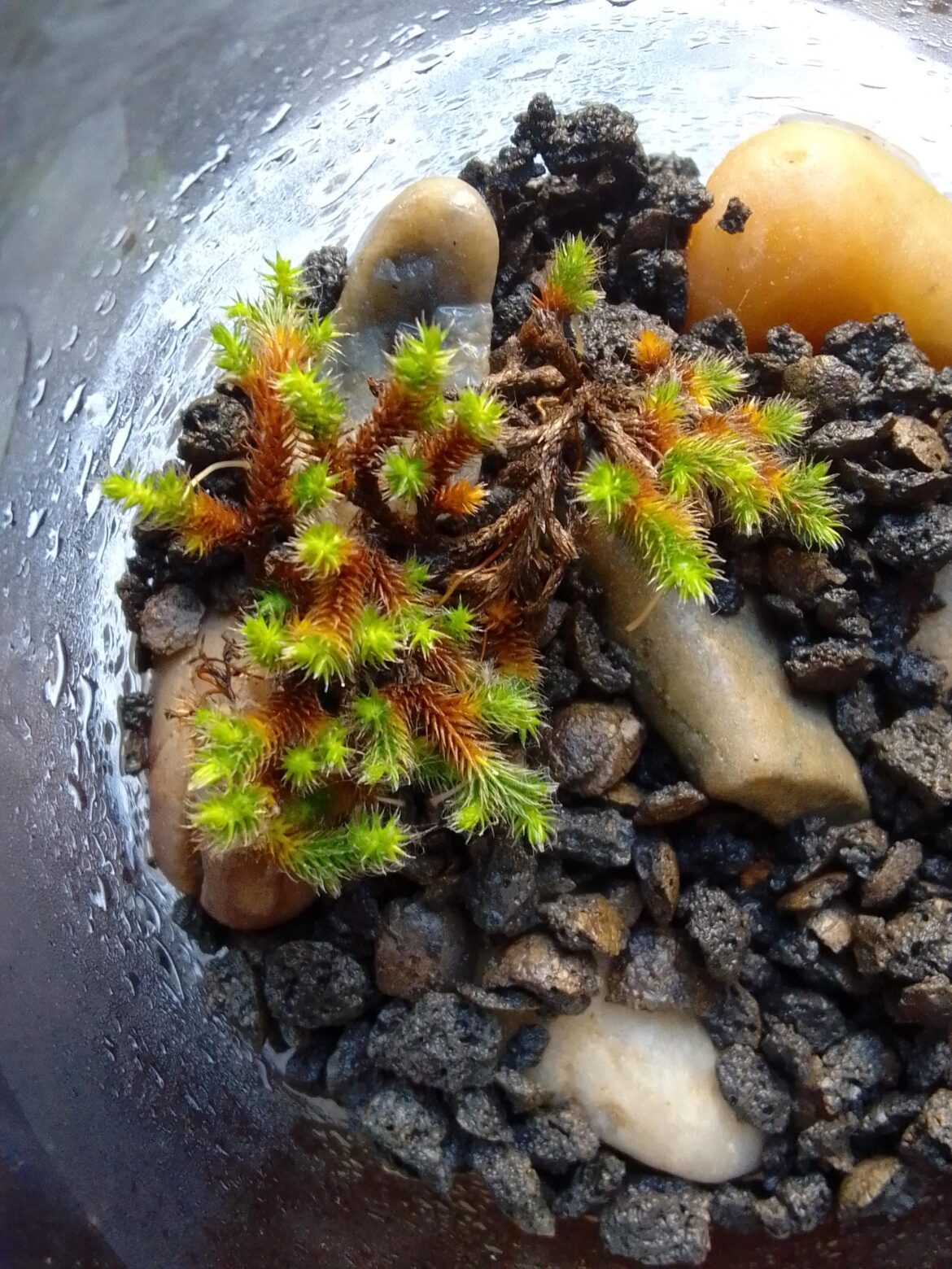 Is this a type of moss?