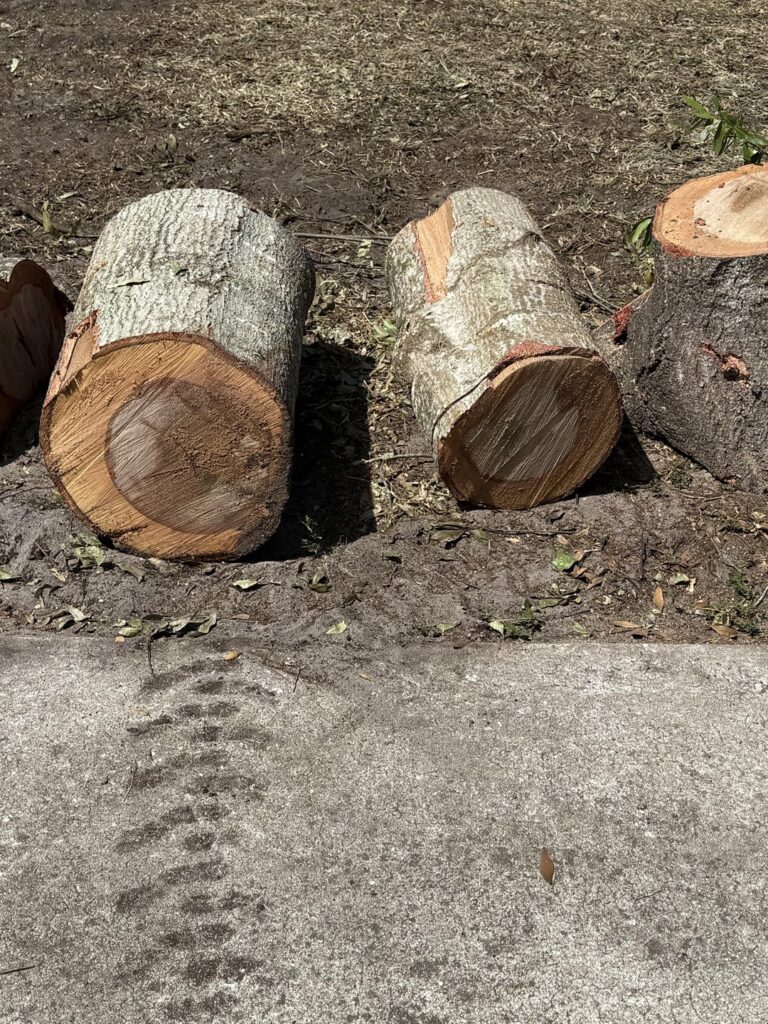 Question about why wood is discolored inside Question about why wood is discolored inside