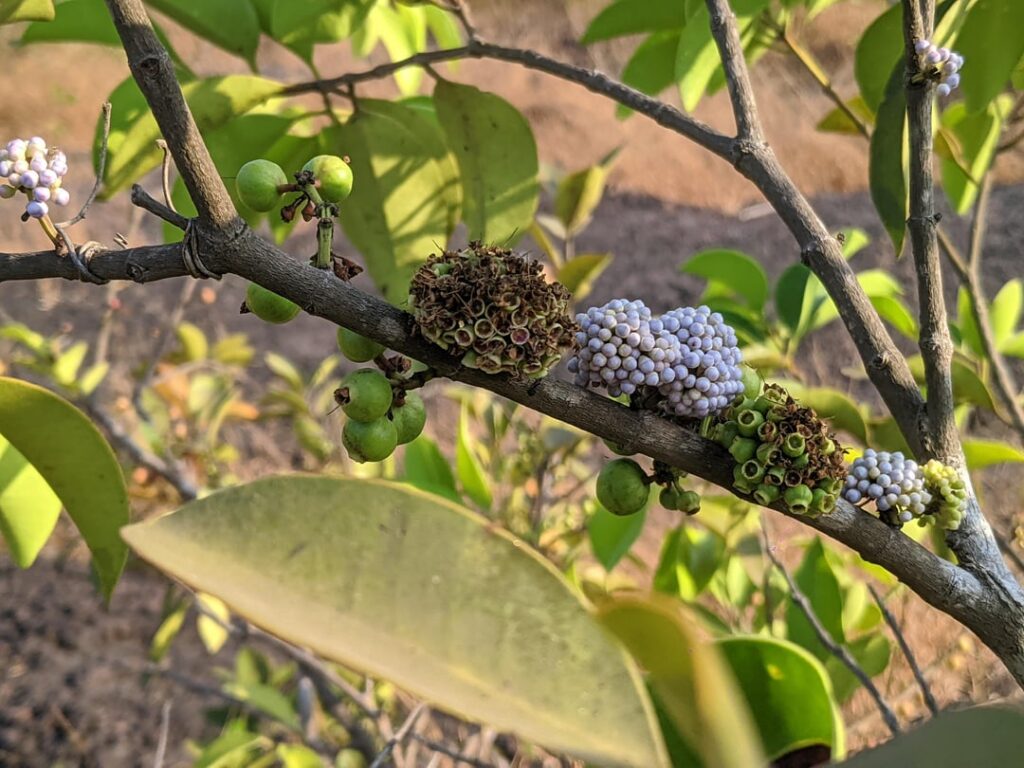 So, I had went on our nearby mountain to collect Cashew fruit and this plant caught my eye