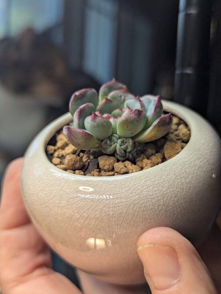 Why succulents are awesome