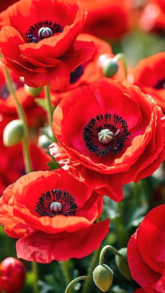 Is this a Papaver somniferum (Opium poppy)?