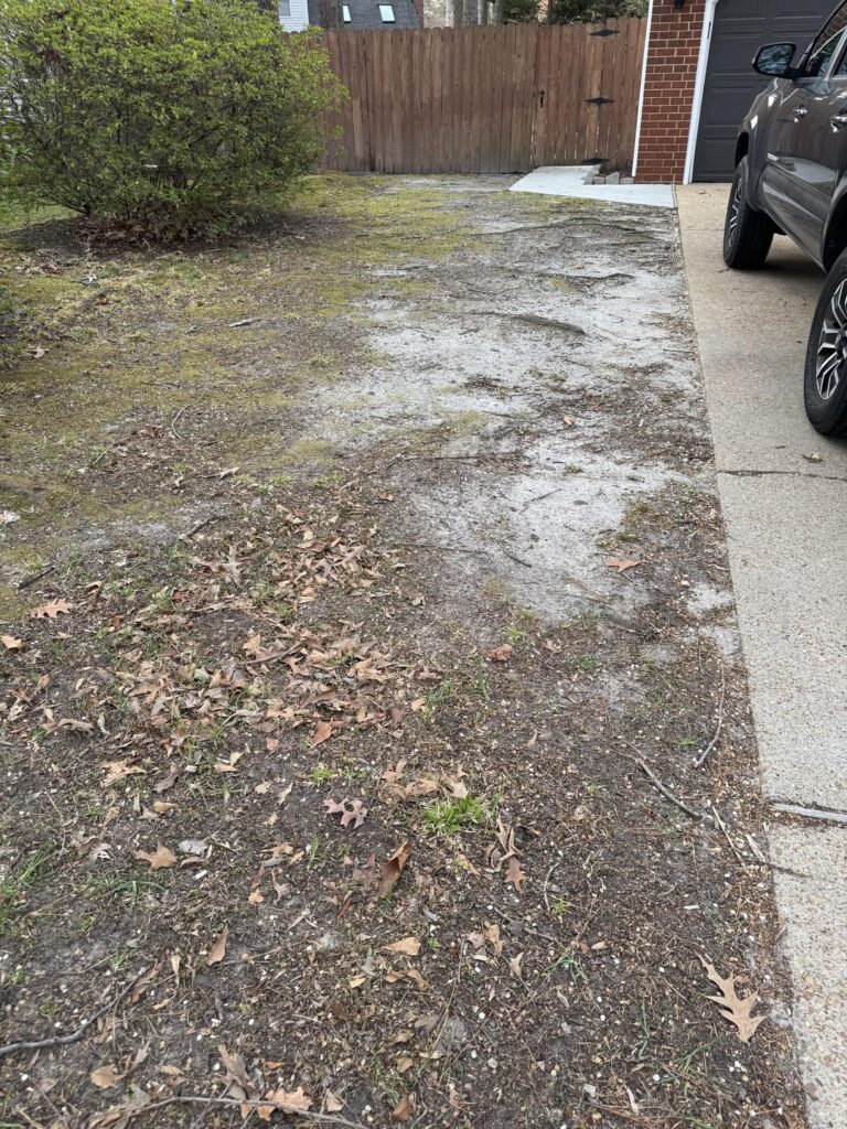 Best grass to try and grow in shady areas