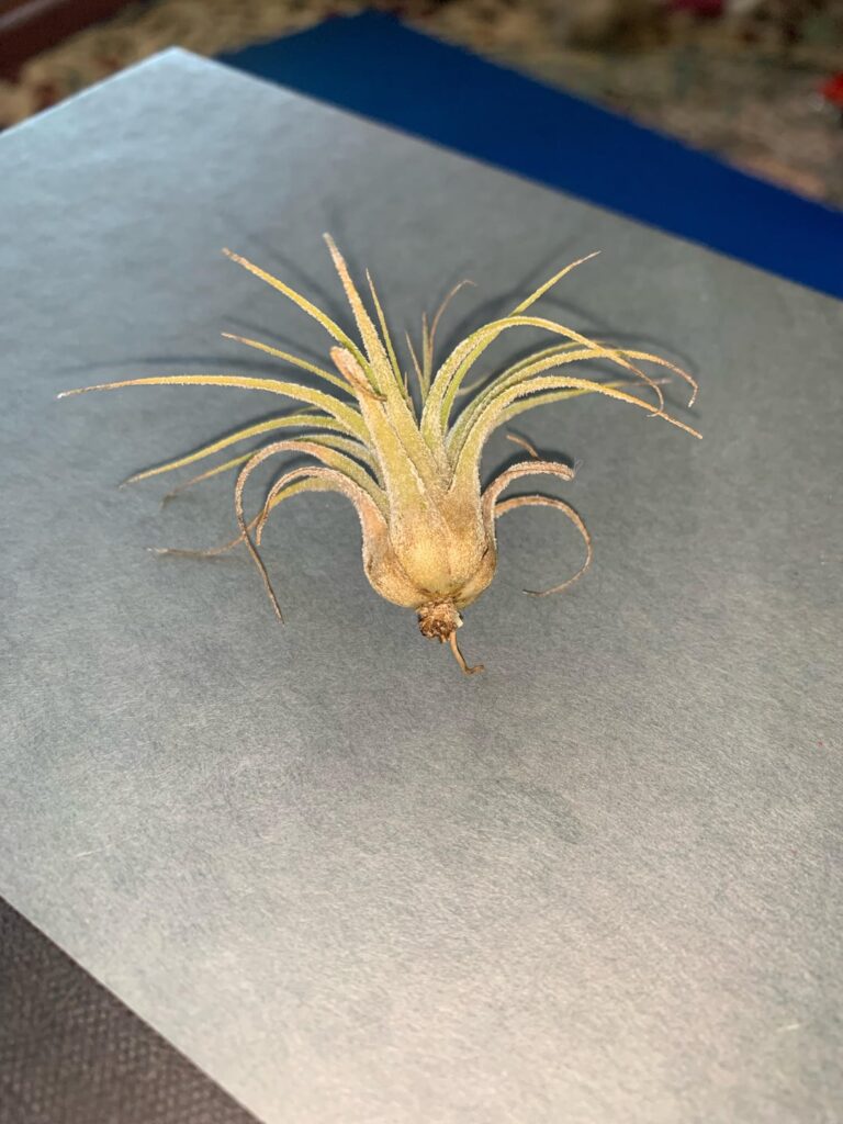 Is it alive? Is it alive?