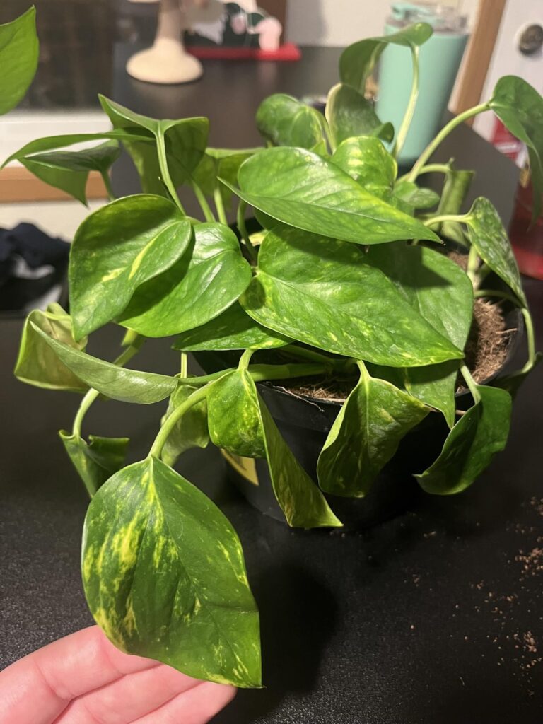 My First Rescue My First Rescue