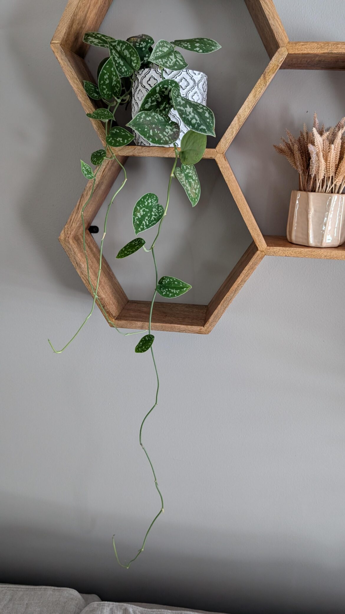 Pothos vines are growing but new leaves are not forming Pothos vines are growing but new leaves are not forming