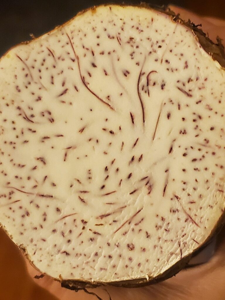 Colocasia biopsy and questions.