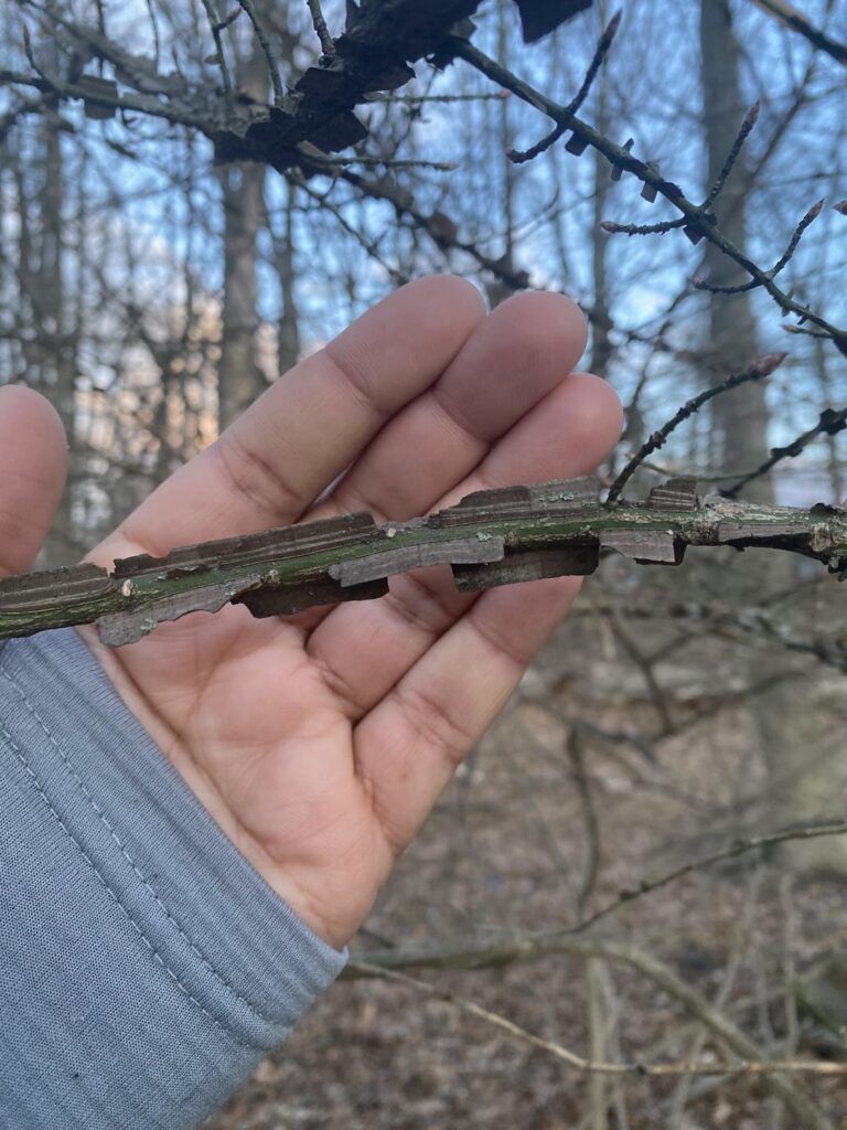 What is this tree on my hiking trail?