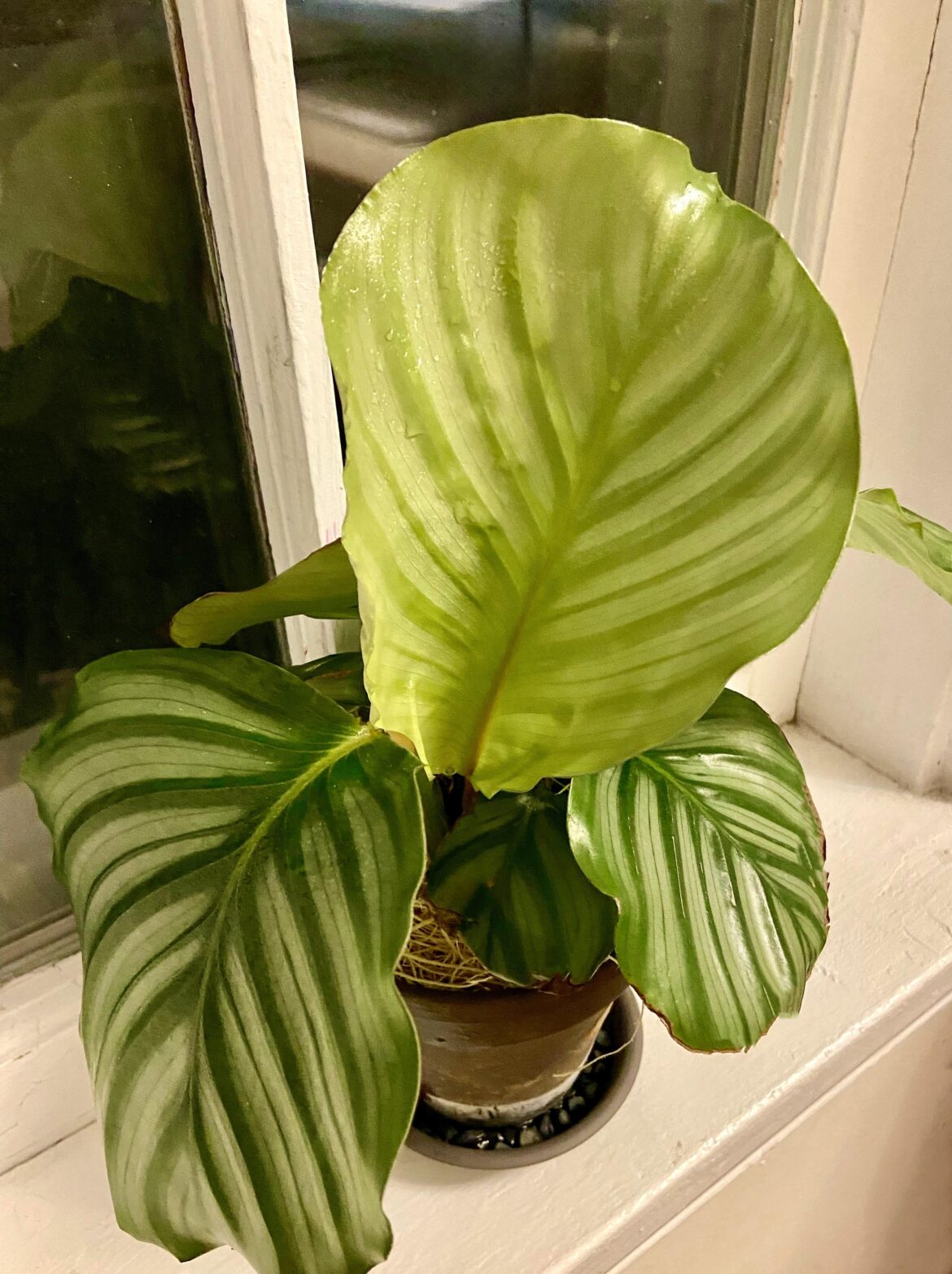 That New Leaf Glow ✨