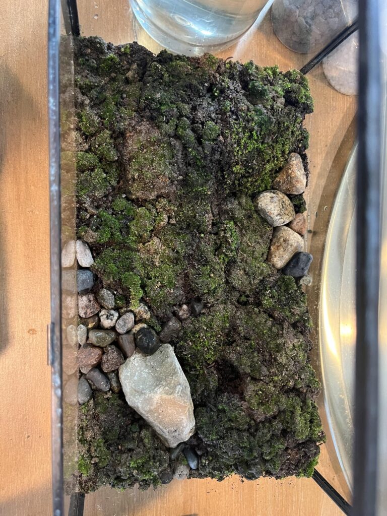 First attempt at a moss garden. Any suggestions?