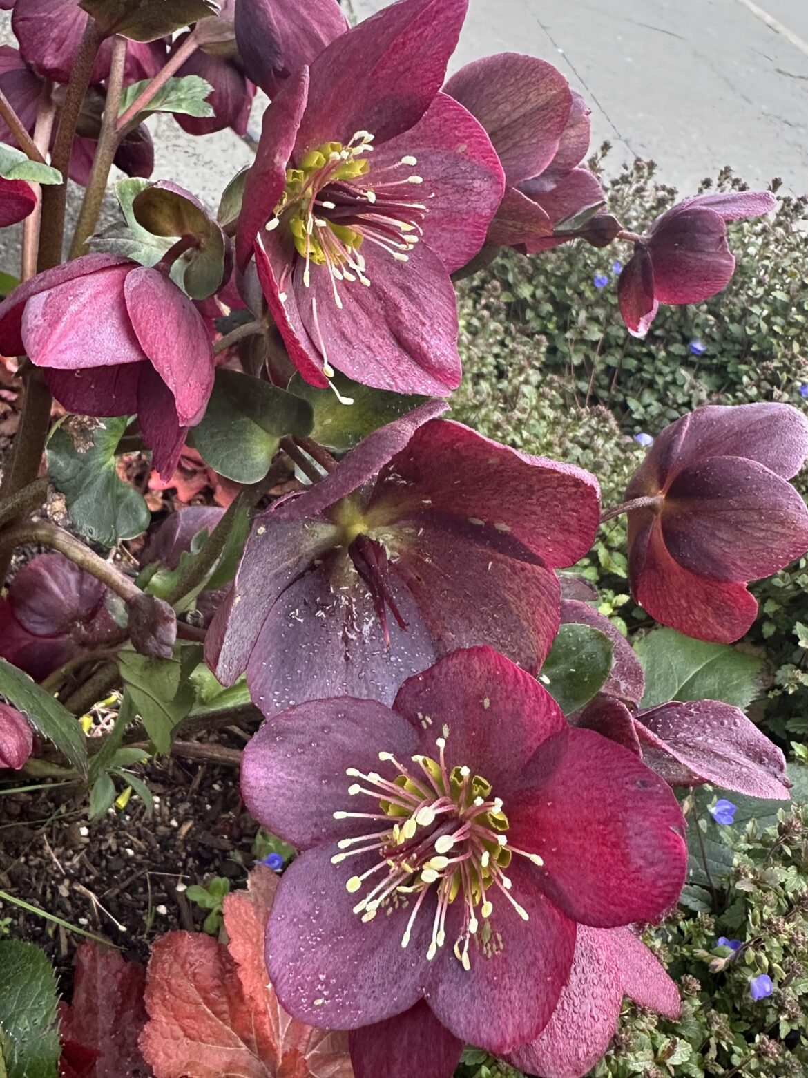 Beautiful Flower (Seattle) What is this?