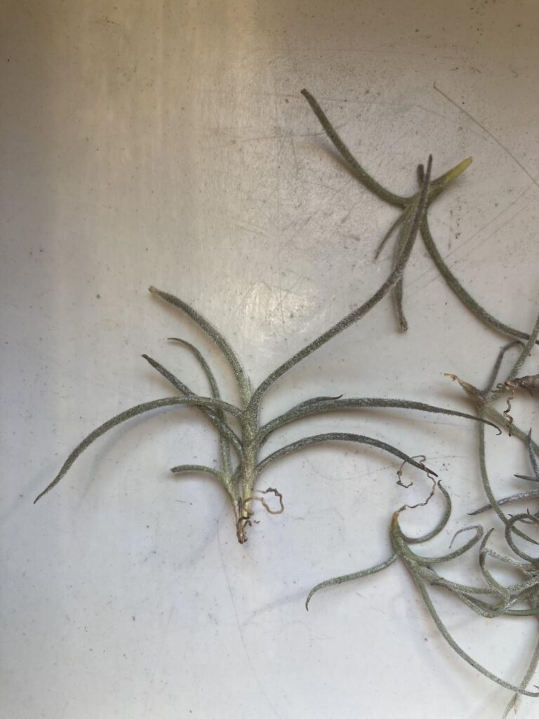 Airplant from Texas