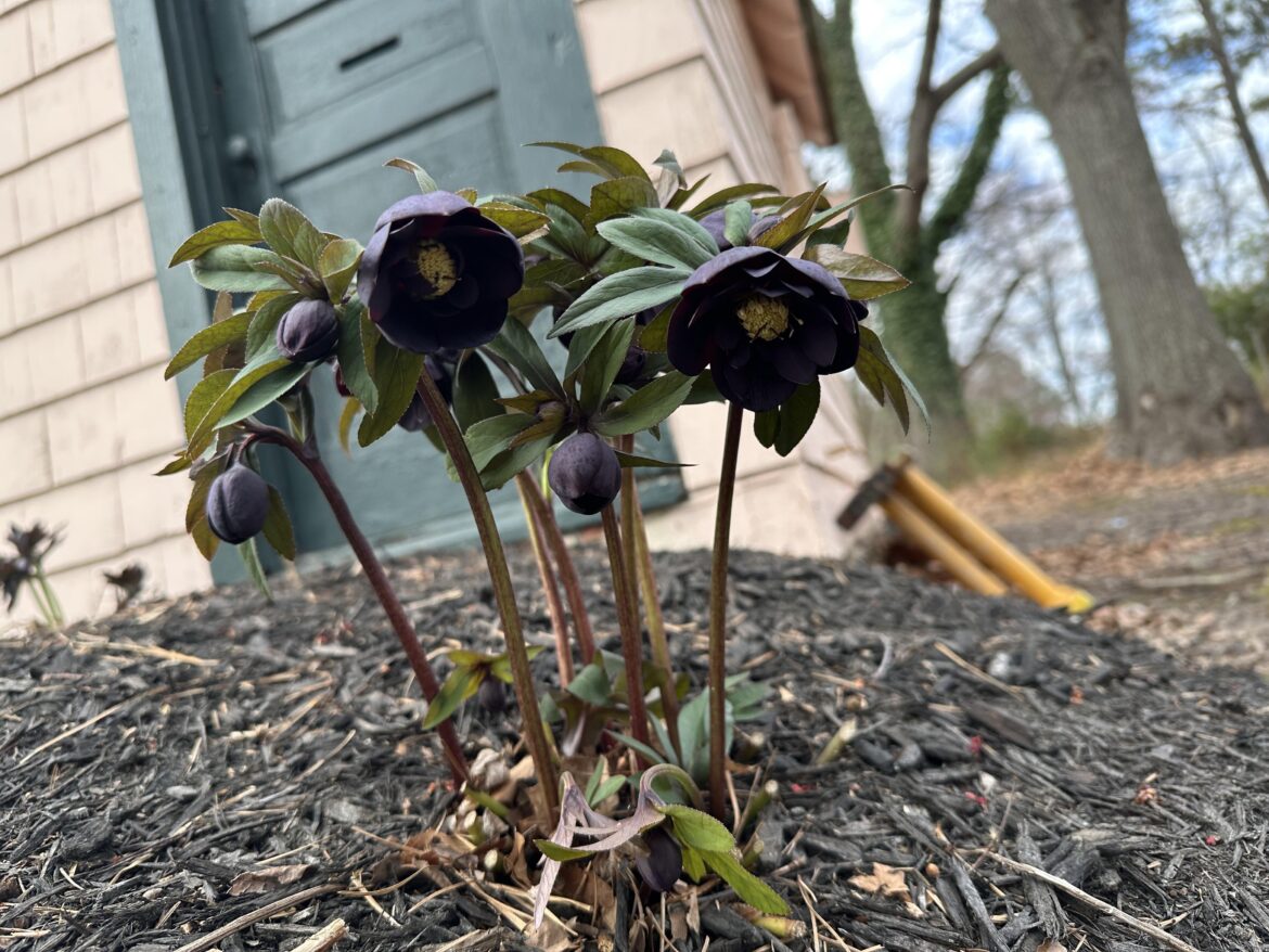 Found in Delaware, USA