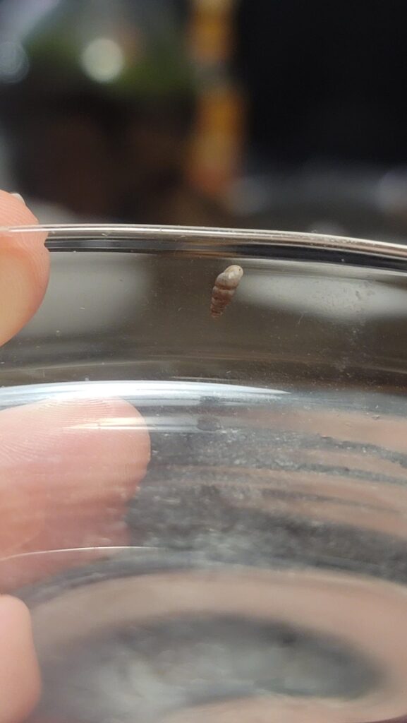 Found a friend in our terrarium. Must have arrived with the moss, or soil . . . What is it, and how can we keep him happy?