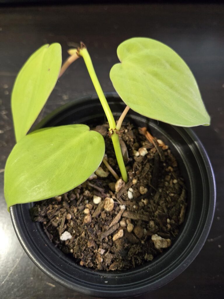 Where will this grow from?