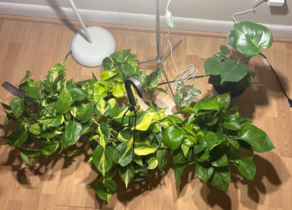 only 2 weeks of buying plants…