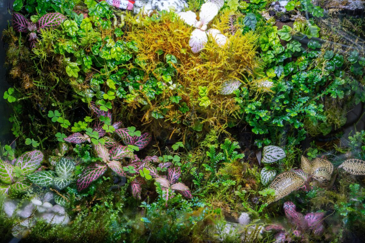Close up moss