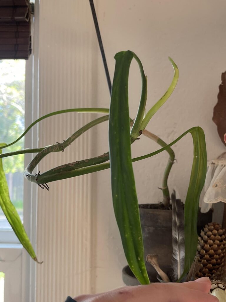 identification help identification help