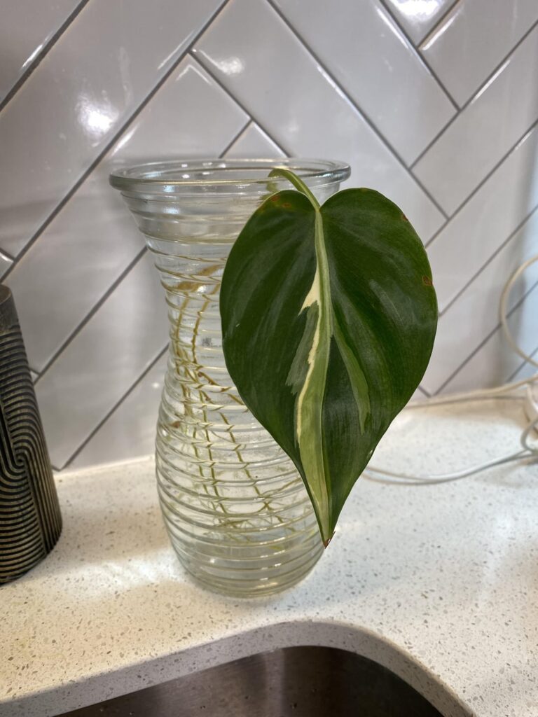 Pot or grow in water? Pot or grow in water?