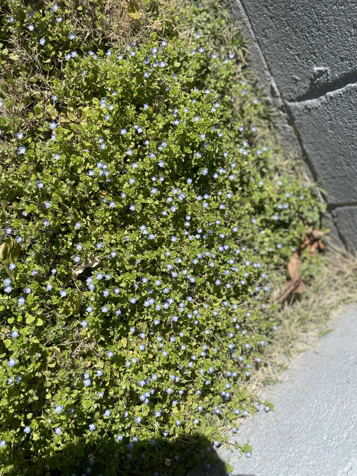 Can you guys help me identify this plant? The flower smells kinda nice