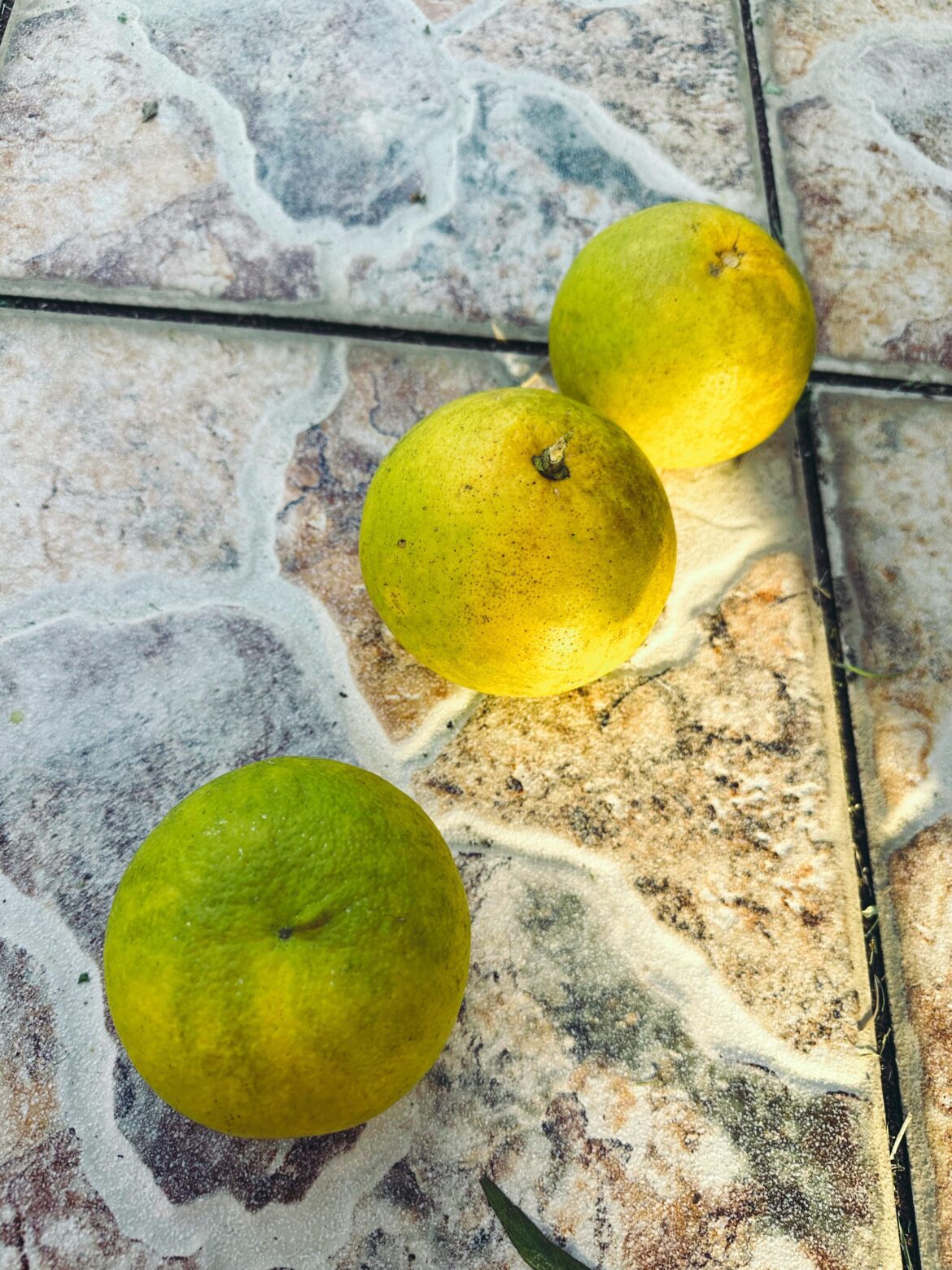 i believe these are some sort of meyer lemons- my neighbors tree dropped dozens into my yard, can i grow my own from these? central florida